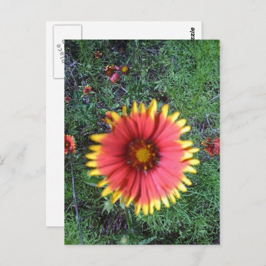 Indischer Pinsel Postkarte (Vorne/Hinten)