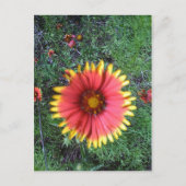 Indischer Pinsel Postkarte (Vorderseite)