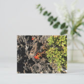 Indischer Pinsel Postkarte (Stehend Vorderseite)