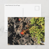 Indischer Pinsel Postkarte (Vorne/Hinten)