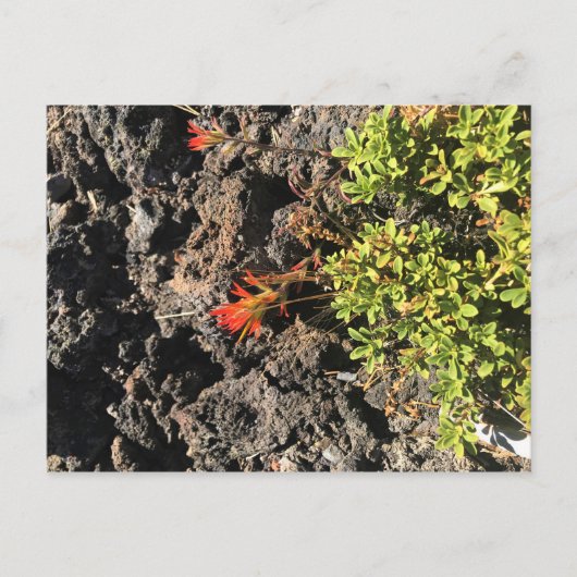 Indischer Pinsel Postkarte (Vorderseite)