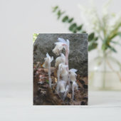 Indischer Pipe 27 ~ Postkarte (Stehend Vorderseite)