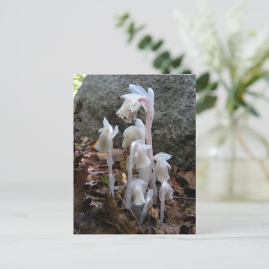 Indischer Pipe 27 ~ Postkarte (Stehend Vorderseite)