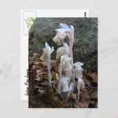 Indischer Pipe 27 ~ Postkarte (Vorne/Hinten)