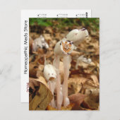 Indischer Pipe Kalender ~ Postkarte (Vorne/Hinten)