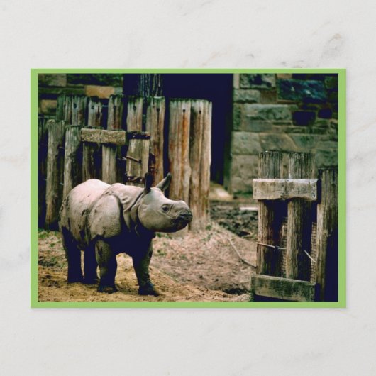 Indischer Rhino Postkarte (Vorderseite)