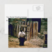 Indischer Rhino Postkarte (Vorne/Hinten)