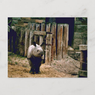 Indischer Rhino Postkarte