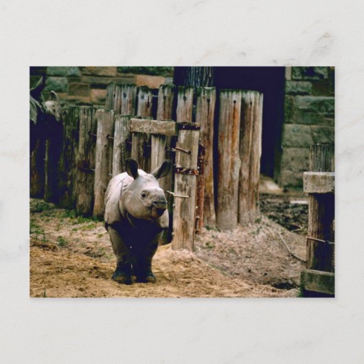 Indischer Rhino Postkarte (Vorderseite)