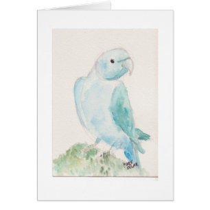 Indischer ringneck Parakeet