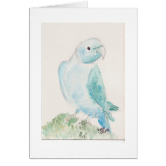 Indischer ringneck Parakeet