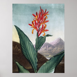 Indischer Schilf, Antique Print von Robert John Th Poster