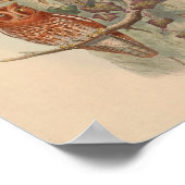 Indischer Scopes Owl Brown Vintag Bird Art Print Poster (Ecke)