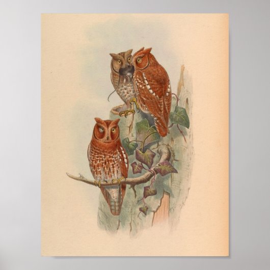 Indischer Scopes Owl Brown Vintag Bird Art Print Poster (Vorne)