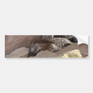 Indischer Stachelschwein Autoaufkleber