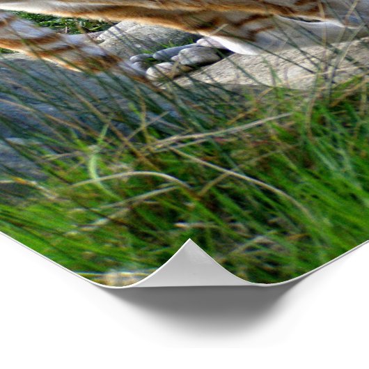 Indischer Tiger Poster (Ecke)