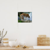 Indischer Tiger Poster (Küche)