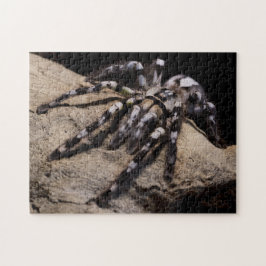 Indischer Ziertarantal Puzzle