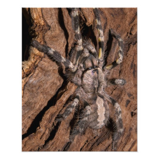 Indischer Ziertarantula Barak Fotodruck