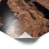 Indischer Ziertarantula Barak Fotodruck (Ecke)