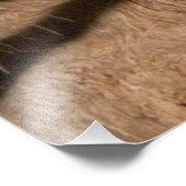 Indischer Ziertraantula Fotodruck (Ecke)