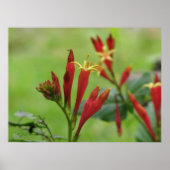 Indisches rosa Poster (Vorne)