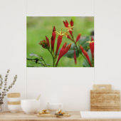 Indisches rosa Poster (Küche)