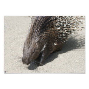 Indisches Stachelschwein Fotodruck