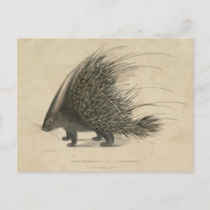 Indisches Stachelschwein Postkarte