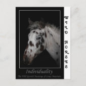 "Individualität" - Wild Spanische Mustangs Postkarte (Vorderseite)