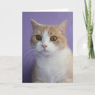 Individuell anpassbare Funny Cat/Kiteboard-Förderu Karte