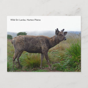 Individuell anpassbare Postkarte mit einem Sambar-