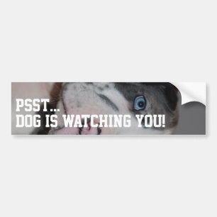 Individuelle Deutsche Dogge Fotografie  Autoaufkleber