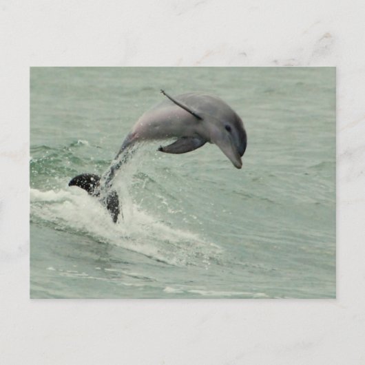 Individuelle Dolphin-Postkarte Postkarte (Vorderseite)