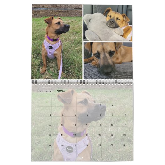 Individuelle Fotomaterial für Haustiere 4 pro Mona Kalender (Jan 2026)