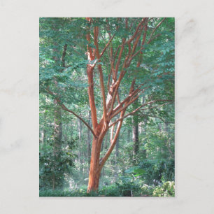 Individuelle Postkarte