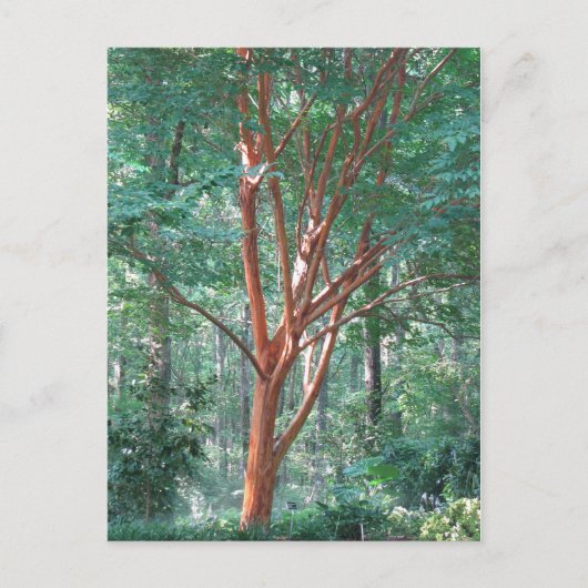 Individuelle Postkarte (Vorderseite)