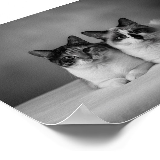 Individuelles 4K Schwarz-Weiß-Haustier-Porträtpost Poster (Ecke)