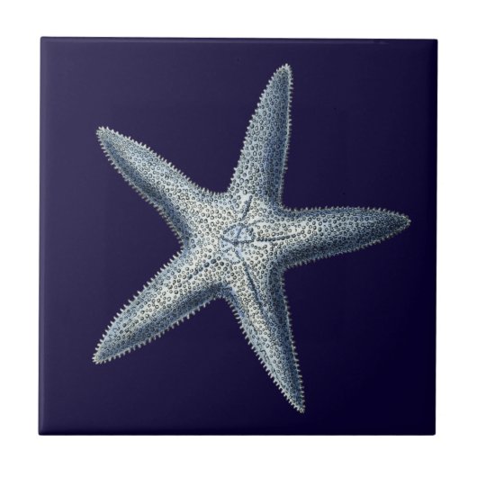 Indizes Muscheln IV Fliese (Vorderseite)