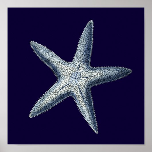 Indizes Muscheln IV Poster (Vorne)