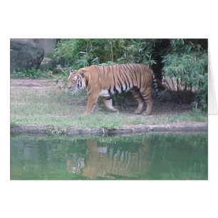 Indo-chinesischer Tiger
