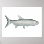 Indo-Pacific Tarpon Poster (Vorne)
