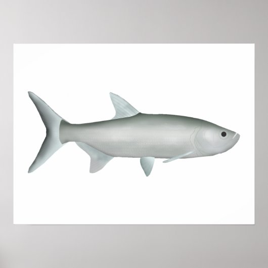 Indo-Pacific Tarpon Poster (Vorne)