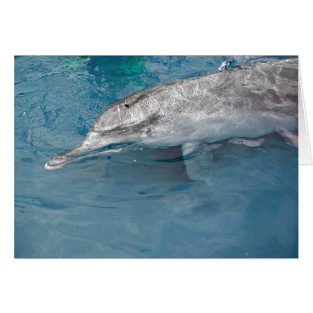 Indo Pacific Wild Dolphin (Vorderseite (Horizontal))