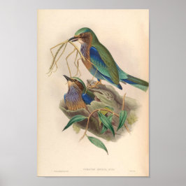 Indochinische Roller Vintag Birds of Asia Coracias Poster
