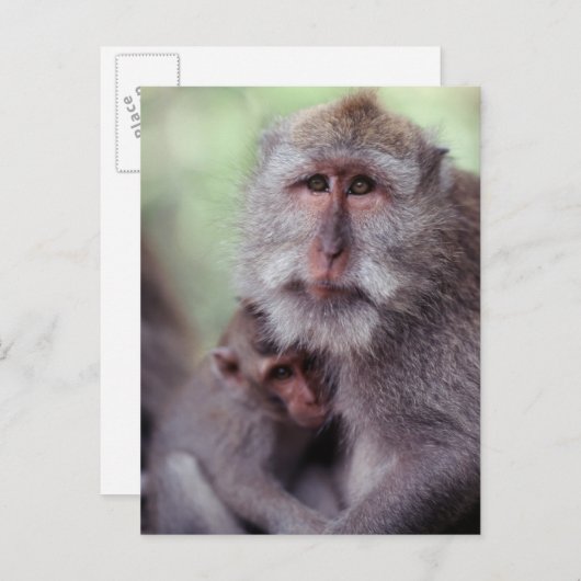 Indonesia, Bali, Ubud, Long-tailed Macache 1 Postkarte (Vorne/Hinten)