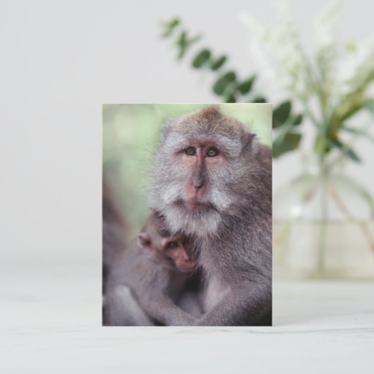 Indonesia, Bali, Ubud, Long-tailed Macache 1 Postkarte (Stehend Vorderseite)