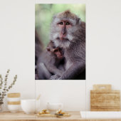Indonesia, Bali, Ubud, Long-tailed Macaque Poster (Küche)