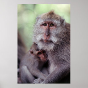 Indonesia, Bali, Ubud, Long-tailed Macaque Poster