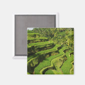 Indonesien, Bali | Reis Paddies Magnet (Vorderseite/Rückseite)